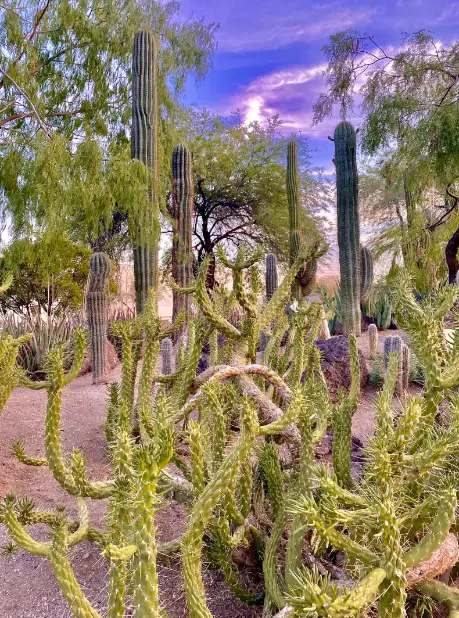 Jardín Cactus de Ethel M